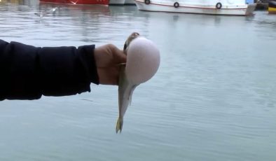 Balon balıkları için Nisan uyarısı: Ne hamsi kalacak ne istavrit