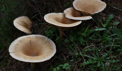 Mantarlar konusunda doğru bilinen yanlışlar