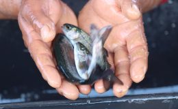 Şanlıurfa’da yetişen balıklar ihracata gidiyor