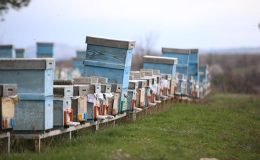 İklim değişikliği ve bilinçsiz ilaçlama, arıları tehdit ediyor