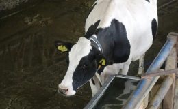 Burdur’da Türk müziğinin ineklerin süt verimini artırdığı akademik olarak ispatlandı