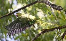 31 Mayıs Dünya Papağan Günü: Nesilleri tehdit altında