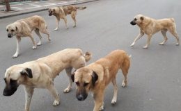 Avrupa ülkeleri Türkiye seyahatlerinde vatandaşlarını başıboş köpekler için uyardı