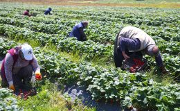 Çilek bahçeleri, Kahramanmaraş’ta göçü tersine çevirdi