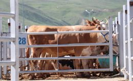 Erzurum, Ağrı ve Kars’tan ülkenin dört bir yanına 87 bini aşkın kurbanlık gönderildi