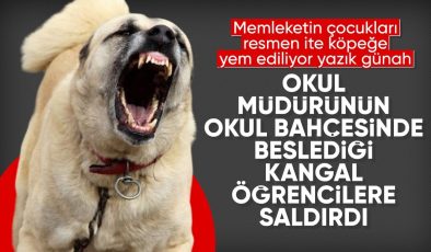 İstanbul’da okul bahçesinde beslenen köpekler,  öğrenciye saldırdı