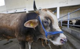 Kurban pazarlarında bayram hareketliliği başladı: Canlı kilo fiyatı 250 liradan başlıyor