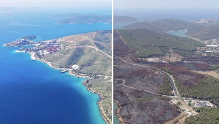 Yanan ormanlar rehabilitasyon çalışmalarıyla küllerinden doğuyor