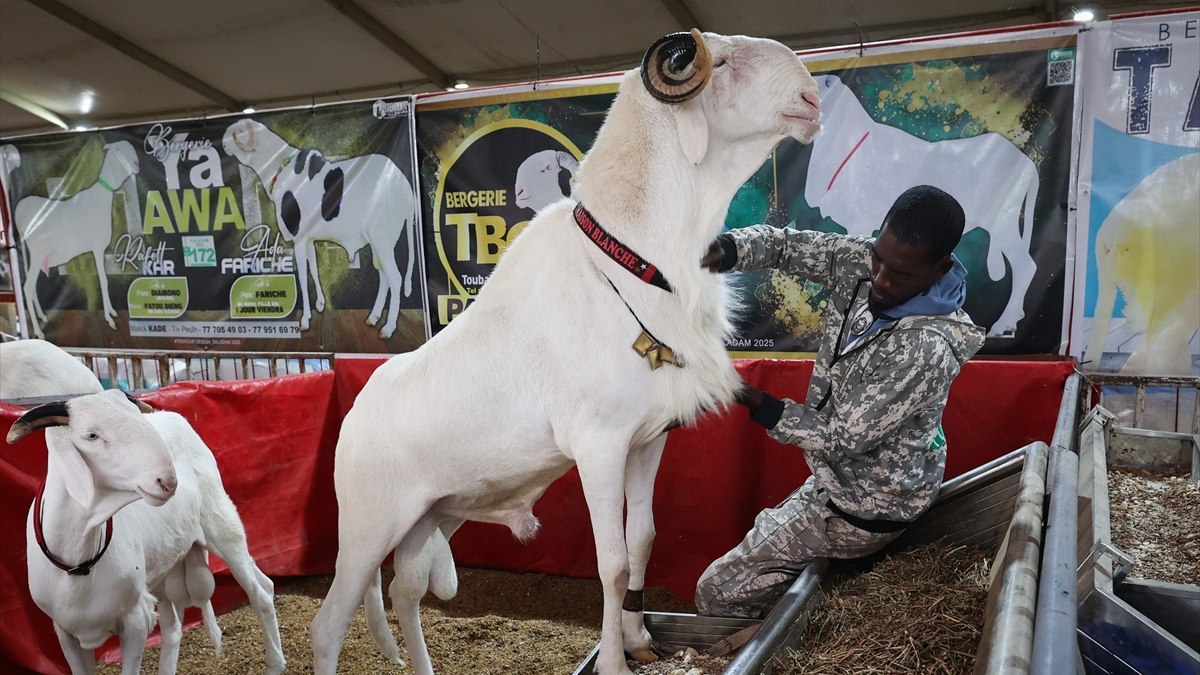 Senegal’de ‘koyunların kralı ladoumlar’ podyumda