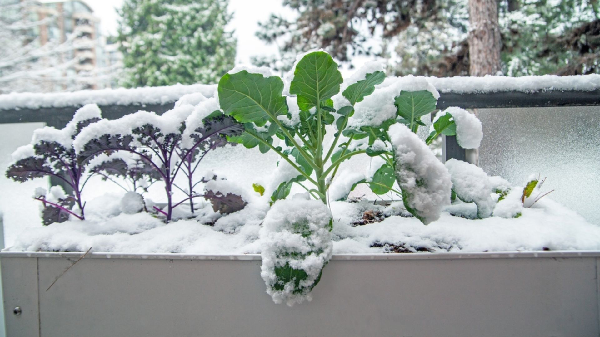 Balkon ve terastaki bitkiler kar yağışından nasıl korunmalı?